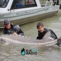 Blue Fish Radio: Why the Mighty Sturgeon of B.C.’S Fraser River Need Our Help