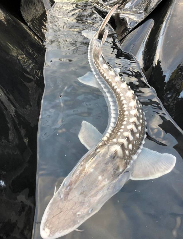 Sturgeon.