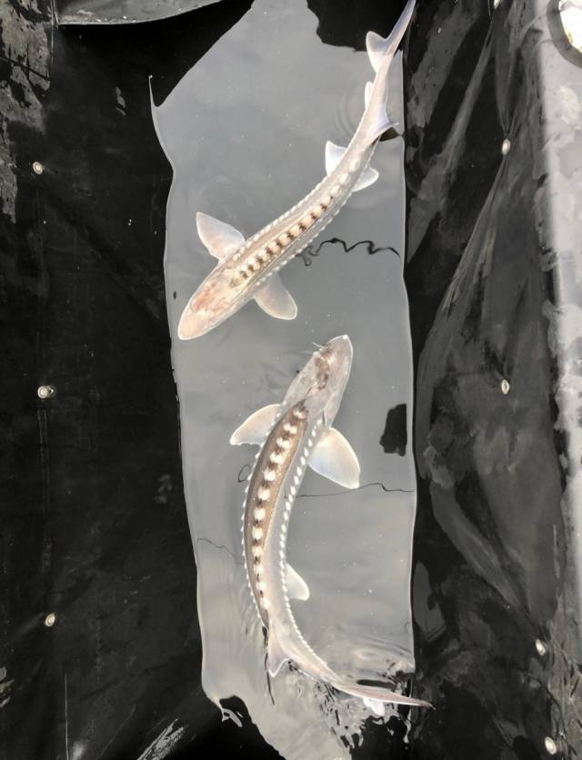 Sturgeon 2 - 2 juvenile sturgeon in cradle