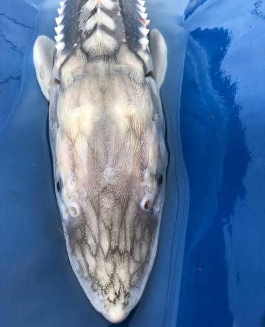 Sturgeon.