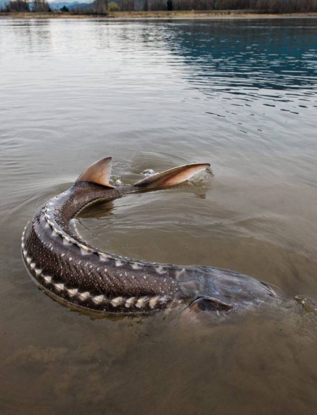 Sturgeon.