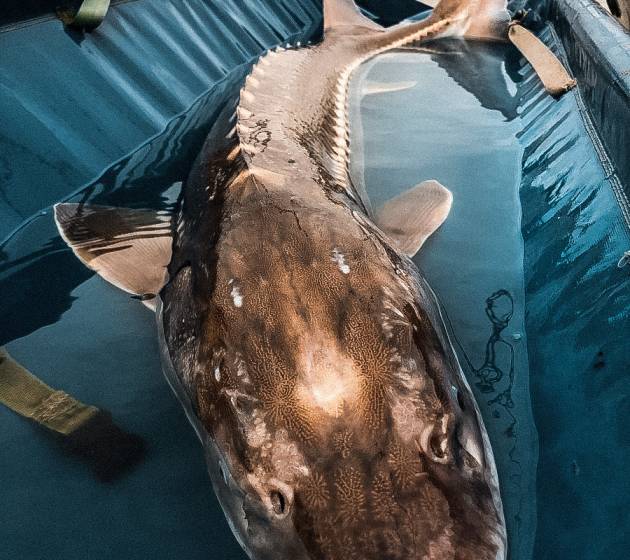 Sturgeon.